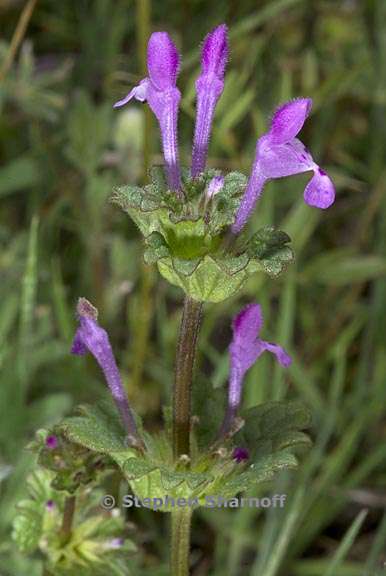 lamium amplexicaule 1 graphic